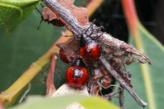 Asopinae