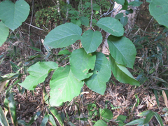 Neoshirakia japonica