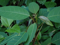 Triadica cochinchinensis