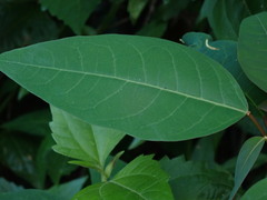 Triadica cochinchinensis