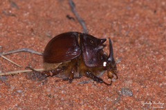 Blackburnium