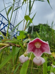 Oxystelma esculentum