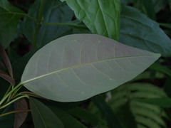 Triadica cochinchinensis