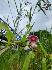 Oxystelma esculentum