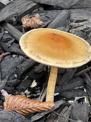 Amanita parcivolvata