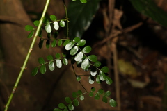 Mezoneuron brachycarpum