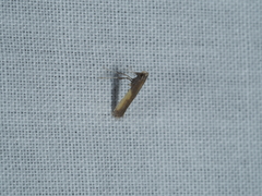 Caloptilia azaleella