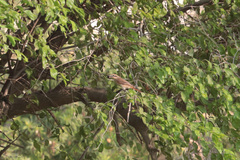 Lanius isabellinus