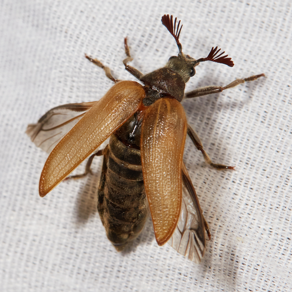 Sandalus californicus