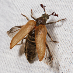 Sandalus californicus