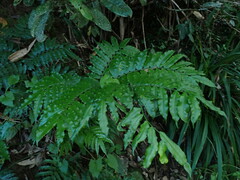Angiopteris lygodiifolia