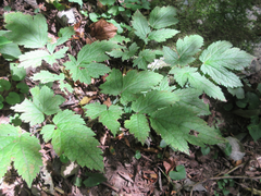 Actaea