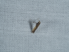 Caloptilia azaleella