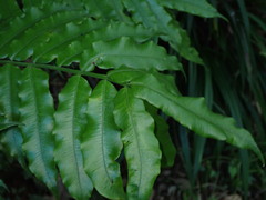 Angiopteris lygodiifolia