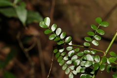 Mezoneuron brachycarpum