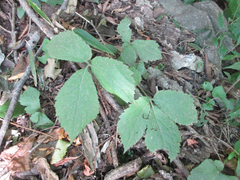 Coreanomecon hylomeconoides