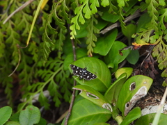 Bocchoris