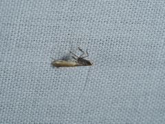 Caloptilia azaleella