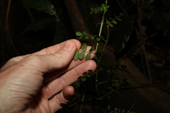 Mezoneuron brachycarpum