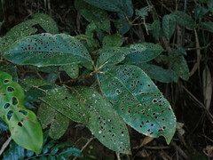 Turpinia formosana