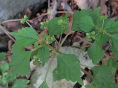 Nanocnide japonica