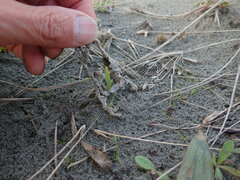 Ileodictyon cibarium