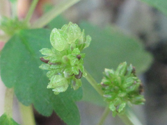 Nanocnide japonica