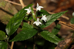 Isoglossa eranthemoides