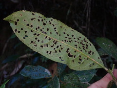 Turpinia formosana