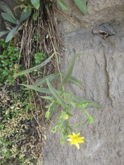 Arnica longifolia