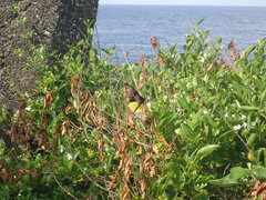 Troides magellanus sonani