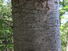 Zelkova serrata