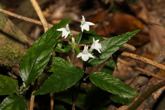 Isoglossa eranthemoides