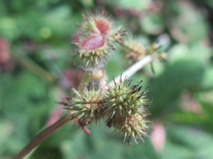 Sanicula chinensis