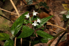 Isoglossa eranthemoides