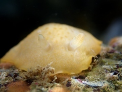 Dendrodoris citrina