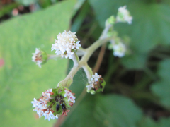 Adenocaulon himalaicum