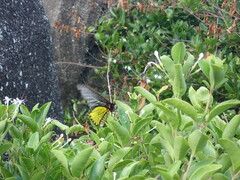 Troides magellanus sonani