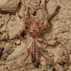 Eremobatidae