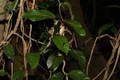 Aristolochia praevenosa