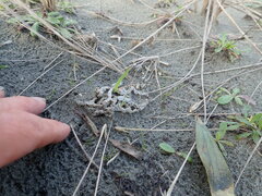 Ileodictyon cibarium