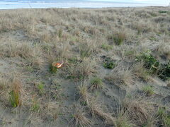 Ileodictyon cibarium