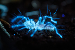 Eremobatidae