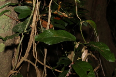 Aristolochia praevenosa