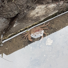 Parathelphusa convexa