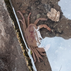 Parathelphusa convexa