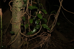 Aristolochia praevenosa