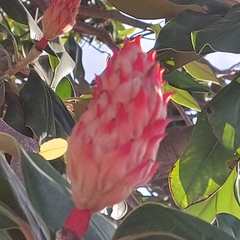 Magnolia grandiflora
