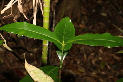Ixora beckleri