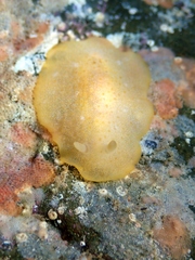 Dendrodoris citrina